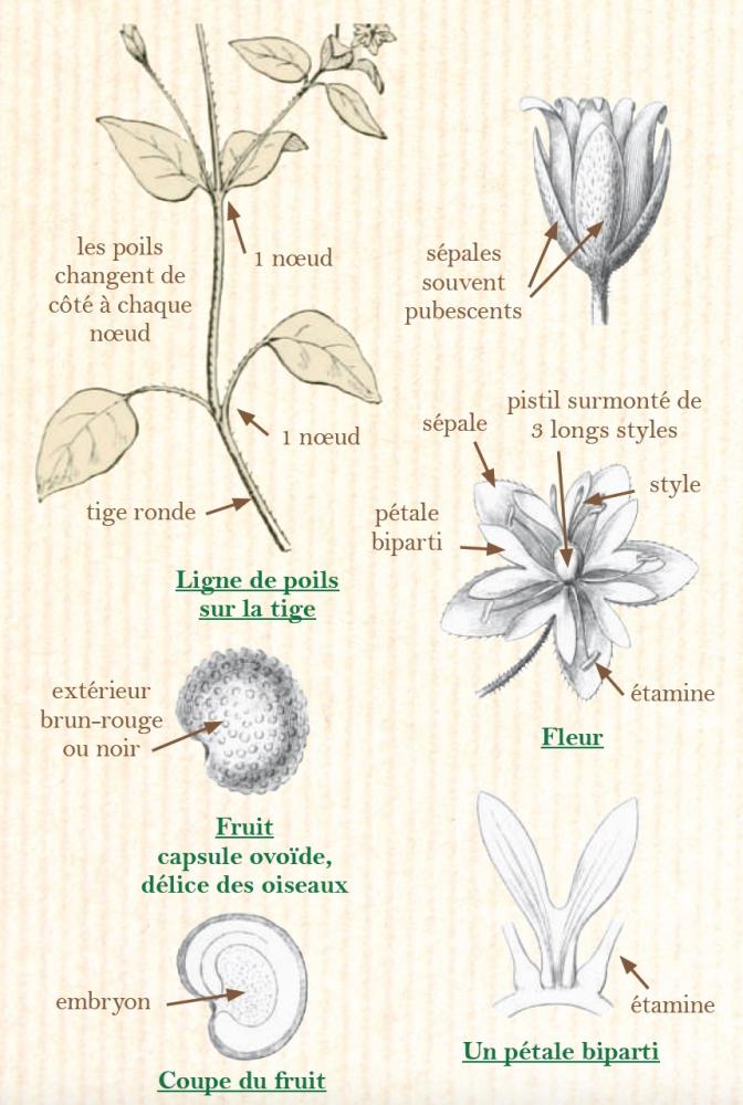 Stellaire