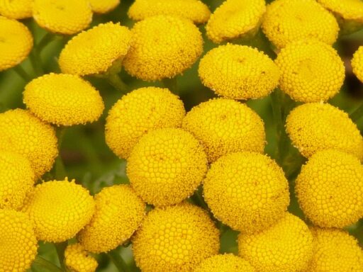 trucs et astuces de santé,trucs et astuces santé,trucs et astuces santé bien-être,trucs et astuces de grand-mère,trucs et astuces santé naturelle