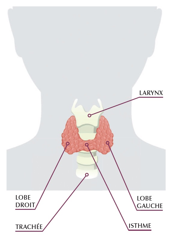 Thyroïde
