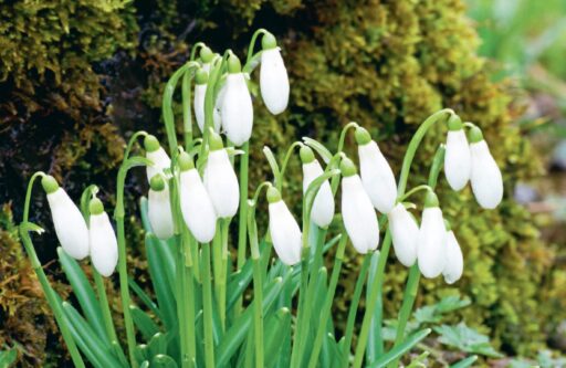 comment faire un jardin bio ?,bio-jardin,comment entretenir un jardin bio ?,au jardin bio,quelle terre pour jardin potager,jardin en biodynamie,jardin bio un moment pour soi,jardin bio produits,jardin bio petit bonheur,potager bio sans pesticide,jardin bio avis,jardin bio calme et sérénité,jardin bio etic,jardin biodiversité
