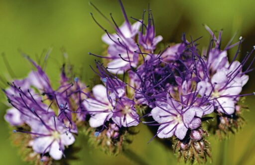 comment faire un jardin bio ?,bio-jardin,comment entretenir un jardin bio ?,au jardin bio,quelle terre pour jardin potager,jardin en biodynamie,jardin bio un moment pour soi,jardin bio produits,jardin bio petit bonheur,potager bio sans pesticide,jardin bio avis,jardin bio calme et sérénité,jardin bio etic,jardin biodiversité