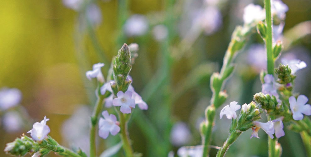 verveine officinale